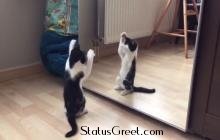 Cat And Mirror - Funny status video song