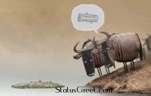 Confused Cows - Funny funny status video in hindi