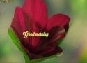 Good Morning Special Flower Whatsapp Status Video