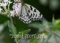 Good Morning Status With Butterfly And Flowers Images  whatsapp video Status