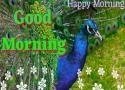 Good Morning Video Whatsapp Status