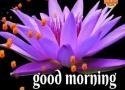 Very Good Morning  whatsapp video Status